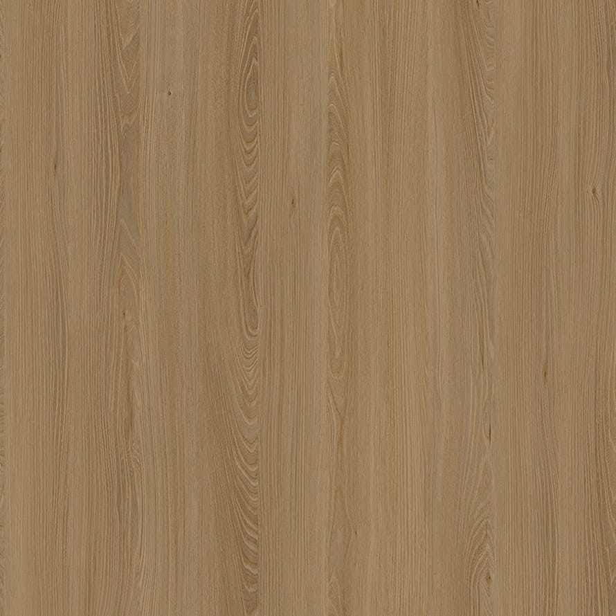 E11032 Caucasus Elm